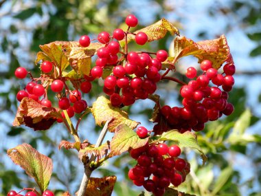  Toronto Gölü vahşi berry 2017