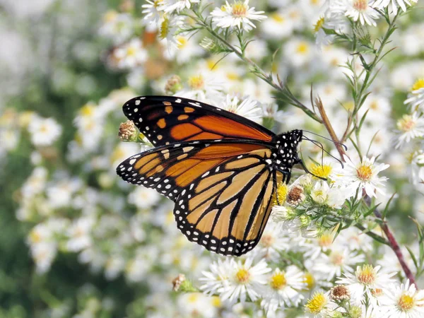 Toronto Lake the Monarch papillon sur fleurs blanches 2017 — Photo