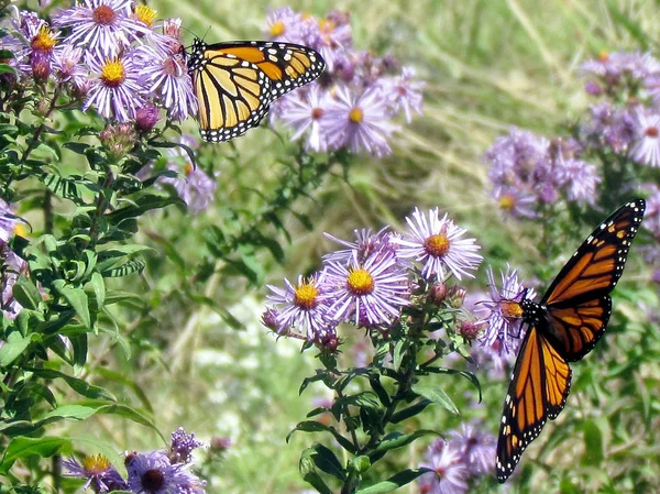 Toronto Lake two Monarch butterflies and flowers 2013 — Stock Photo, Image