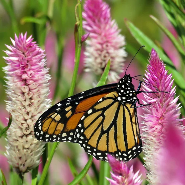 Toronto Lake Monarch farfalla e bel fiore 2017 — Foto Stock