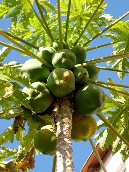 Oder Yehuda Papaya 2007 — Stockfoto