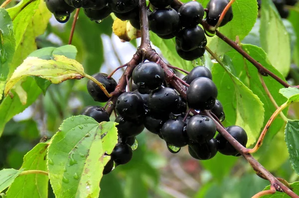 Thornhill common buckthorn berry 2017 — Stock Photo, Image