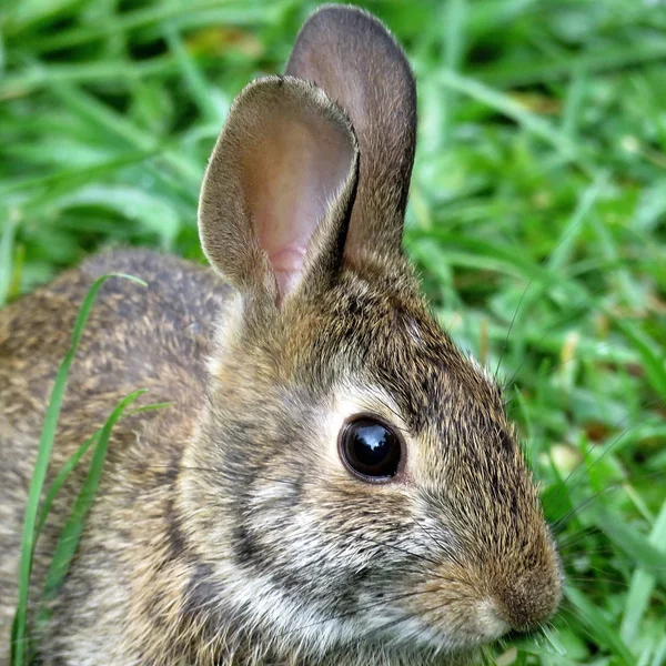 Portrait thornhill du lapin de l'Est Septembre 2017 — Photo