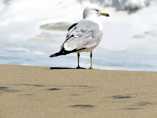 Νότια Βηθανία Γλάρος στην παραλία 2016 — Φωτογραφία Αρχείου