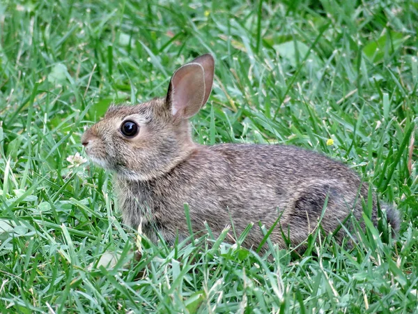 Dornhill eastern cottontail kaninchen august 2017 — Stockfoto