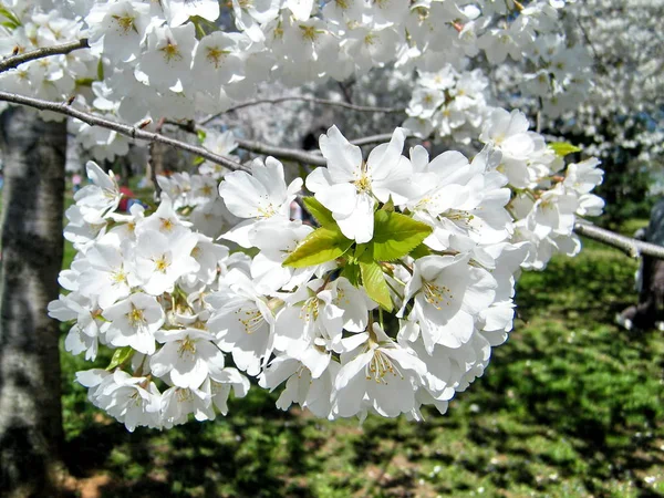 Árbol de flor de cerezo blanco de Washington Marzo 2010 — Foto de Stock