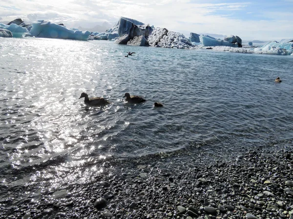 Ισλανδία Jokulsarlon παγετώνα λιμνοθάλασσα πάπιες 2017 — Φωτογραφία Αρχείου
