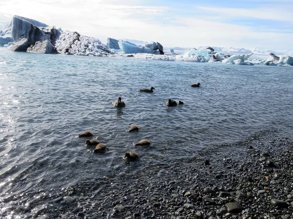 Ισλανδία Jokulsarlon λίμνη παγετώνα οι πάπιες 2017 — Φωτογραφία Αρχείου