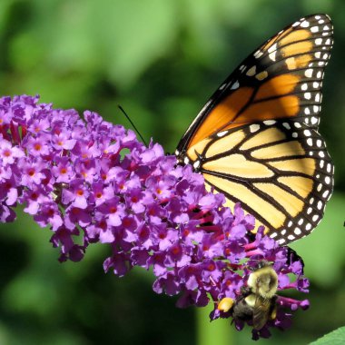 Toronto yüksek Park Monarch ve arı buddleja çiçek 2017