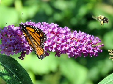 Toronto yüksek uçan bir buddleja çiçek 20 arı ve hükümdar Park