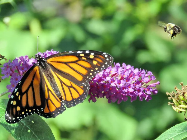 Toronto High Park abeille et monarque sur une fleur de buddleja 2017 — Photo