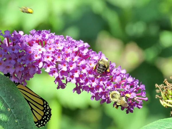 Toronto High Park the bees and Monarch on a buddleja flower 2017 — Stock Photo, Image