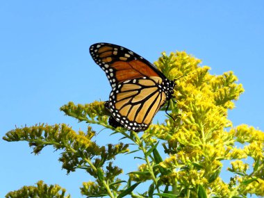  Toronto Gölü Monarch Kelebek altın başak çiçek 2017