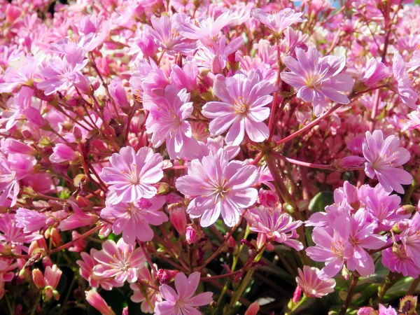 Iceland pink flowers in garden 2017 — Stock Photo, Image