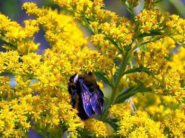  Thornhill bumblebee altın başak çiçek 2017