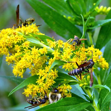  Thornhill eşekarısı üzerinde altın başak çiçek 2017