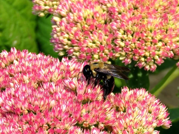 Пчела Торнхилл на Цветок Седума 2017 — стоковое фото