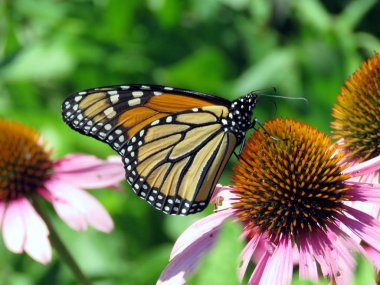 Toronto göl üzerinde mor coneflower 2017 Monarch 