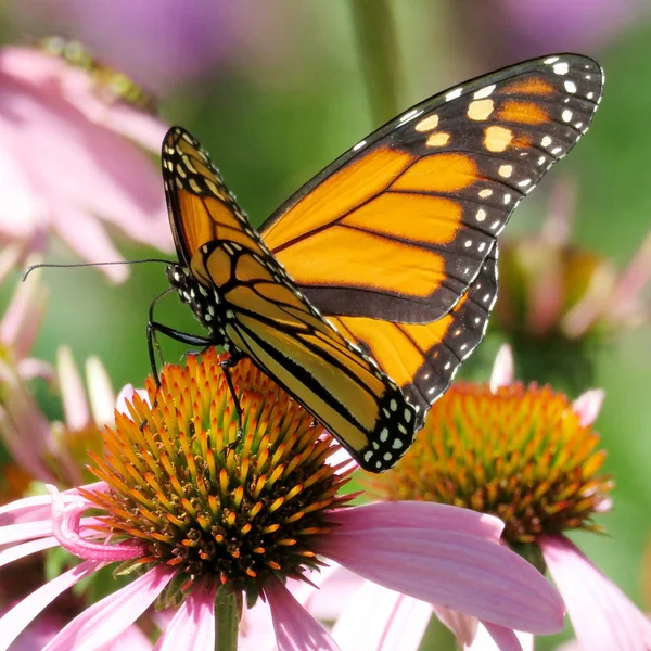 Toronto göl üzerinde mor coneflower 2017 Monarch