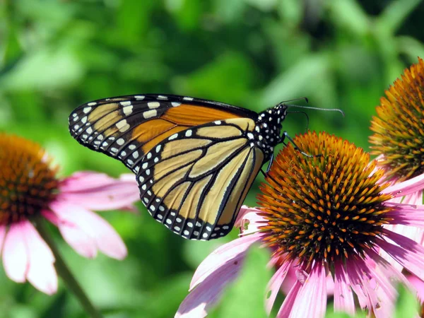 Toronto Lake de Monarch op paarse zonnehoed 2017 — Stockfoto