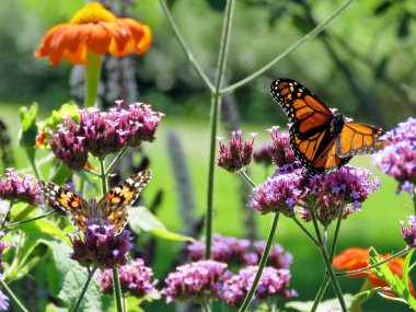 Toronto Gölü Monarch ve kırmızı Amiral verbena çiçek 2017 