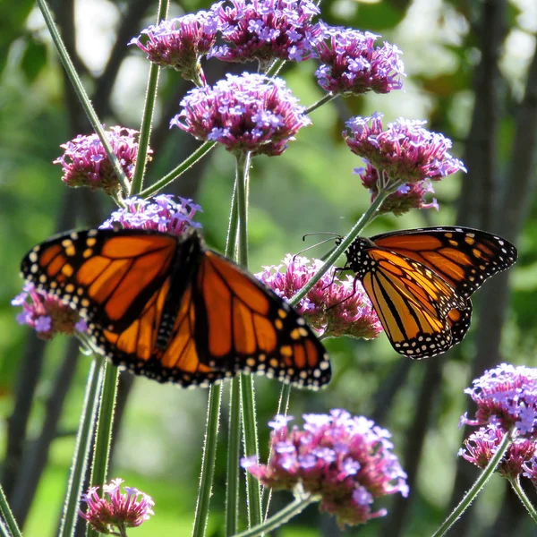 Toronto Lake Monarch farfalle sul fiore verbena 2017 — Foto Stock