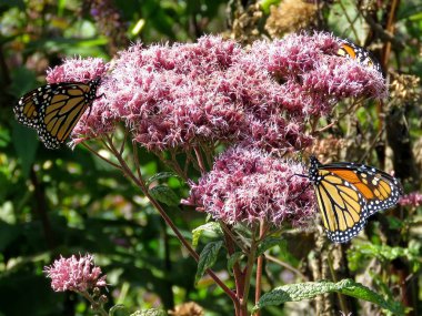 Eupatorium pıtrağı üzerinde Toronto Lake Monarch kelebekler 20