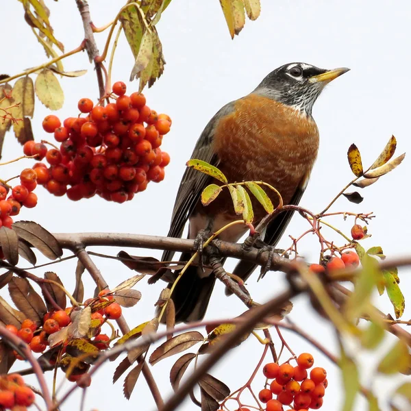 Thornhill il Robin americano su un albero di rowanberry il 2017 — Foto Stock