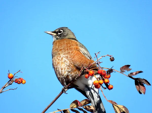 Thornhill das amerikanische Rotkehlchen auf Vogelbeerzweig 2017 — Stockfoto