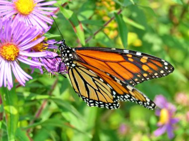 Thornhill Monarch üzerinde vahşi Aster 2017