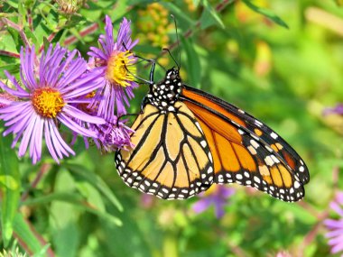 Thornhill Monarch üzerinde Wild Aster 2017