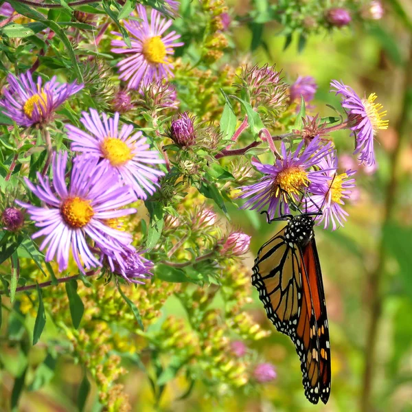 Dornberg der Monarch auf wilden Astern 2017 — Stockfoto