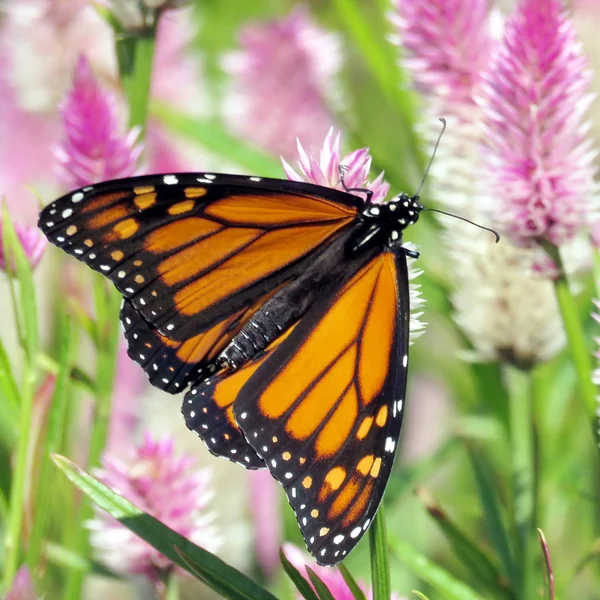 Toronto Lake Monarch on Eremurus flowers 2017 — Stock Photo, Image