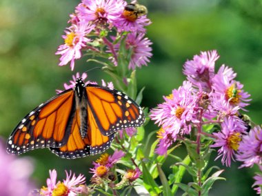 Toronto High Park Monarch Wild Aster 2017 üzerinde