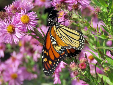 Toronto High Park Monarch üzerinde Wild asters 2017