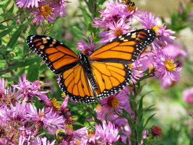Toronto High Park Monarch üzerinde bir vahşi Aster 2017