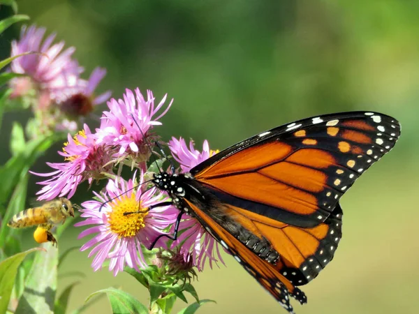 Het hoge Park monarch van Toronto op de wilde Aster 2017 — Stockfoto