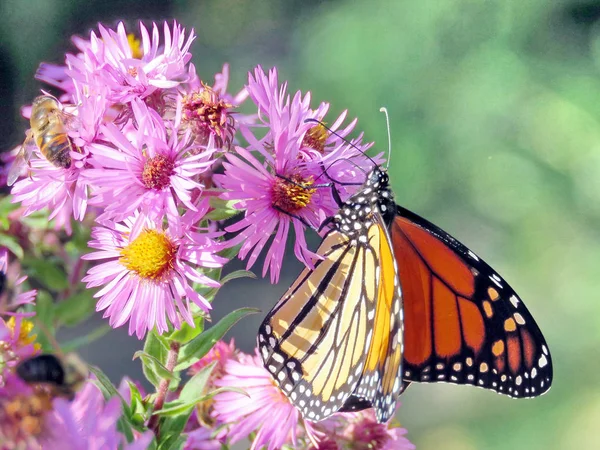 Toronto High Park Monarque et abeille sur une aster sauvage 2017 — Photo