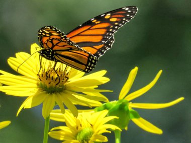 Toronto High Park Monarch üzerinde ragwort çiçek 2017