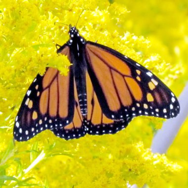 Toronto Lake Monarch Goldenrod çiçekler 2014 
