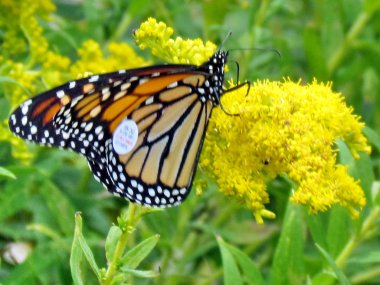 Toronto Lake Monarch üzerinde Goldenrod çiçek 2014 Tagged