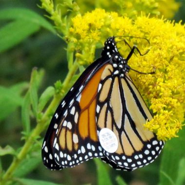 Toronto Lake Monarch bir Goldenrod çiçek 2014 Tagged