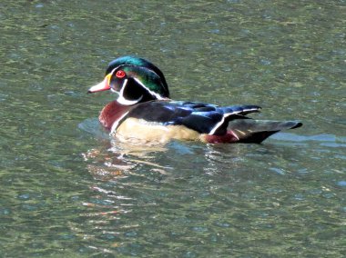  Toronto yüksek Park Carolina ördek 2013