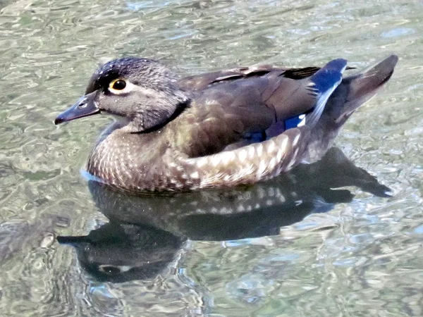 Toronto high park die carolina ente weibchen 2014 — Stockfoto