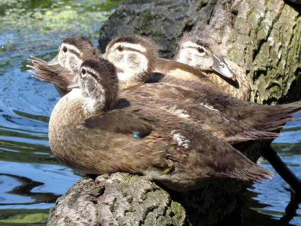 Pisklęta Toronto High Park kaczki Carolina 2013 — Zdjęcie stockowe