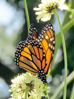 Toronto yüksek Park Monarch ve beyaz verbena çiçekler 2013 