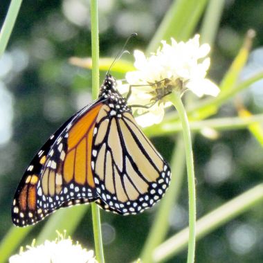 Toronto yüksek Park Monarch beyaz verbena çiçek 2013 tarihinde
