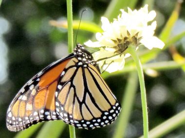 Toronto yüksek Park Monarch beyaz verbena çiçek 2013 tarihinde
