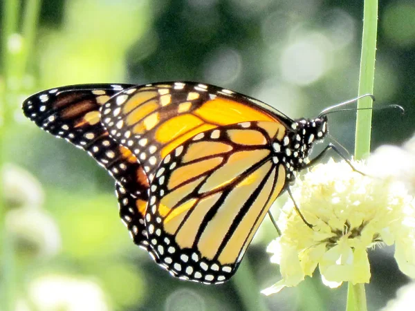 Toronto High Park Monarch sui fiori bianchi verbena 2013 — Foto Stock