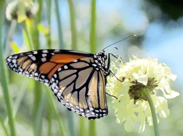 Toronto High Park the Monarch on white verbena flower 2013 — Stock Photo, Image